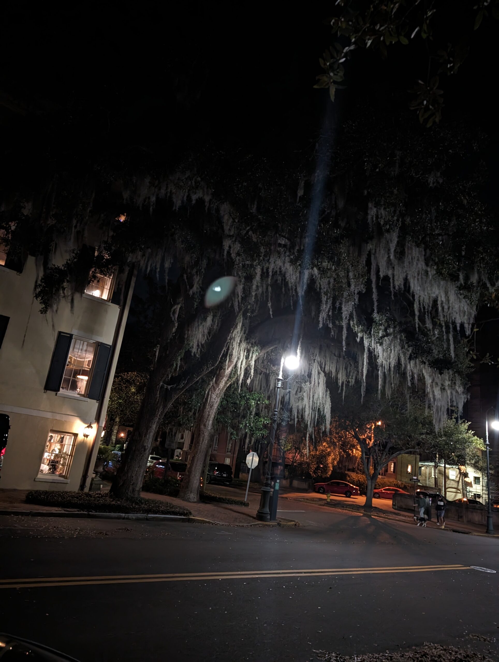 Spanish moss draped over live oak trees on a dark Savannah street at night